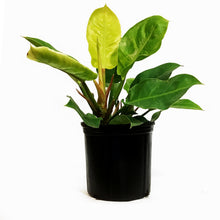 Load image into Gallery viewer, Philodendron, 10in, Moonlight