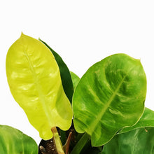 Load image into Gallery viewer, Philodendron, 10in, Moonlight
