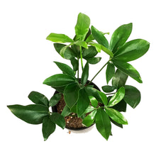 Load image into Gallery viewer, Philodendron, 10in, Goeldii