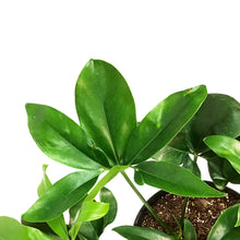 Load image into Gallery viewer, Philodendron, 10in, Goeldii