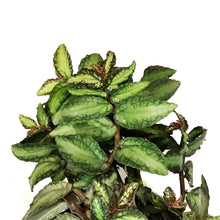 Load image into Gallery viewer, Pellionia, 6.5in Hanging Basket, Trailing Watermel