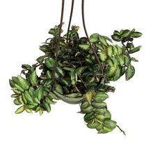 Load image into Gallery viewer, Pellionia, 6.5in Hanging Basket, Trailing Watermel