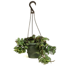 Load image into Gallery viewer, Pellionia, 6.5in Hanging Basket, Trailing Watermel