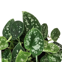 Load image into Gallery viewer, Scindapsus, 7.5in HB, Exotica