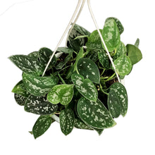 Load image into Gallery viewer, Scindapsus, 7.5in HB, Exotica