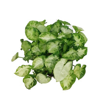 Load image into Gallery viewer, Syngonium, 4in, Pixie