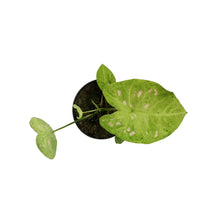 Load image into Gallery viewer, Caladium, 4in, Raspberry Moon