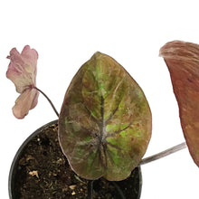 Load image into Gallery viewer, Caladium, 4in, Burning Heart