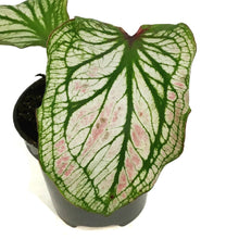 Load image into Gallery viewer, Caladium, 4in, Splash of Wine