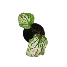 Load image into Gallery viewer, Caladium, 4in, Splash of Wine