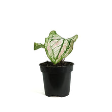 Load image into Gallery viewer, Caladium, 4in, Splash of Wine