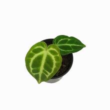 Load image into Gallery viewer, Anthurium, 4in, Crystallinum