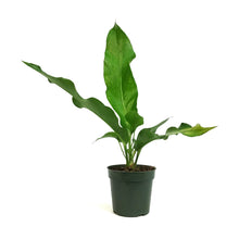 Load image into Gallery viewer, Anthurium, 4in, Jenmanii
