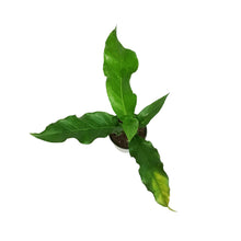 Load image into Gallery viewer, Anthurium, 4in, Jenmanii