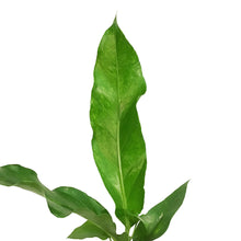 Load image into Gallery viewer, Anthurium, 4in, Jenmanii