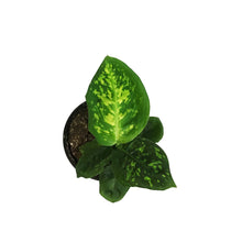 Load image into Gallery viewer, Dieffenbachia, 4in, Reflector