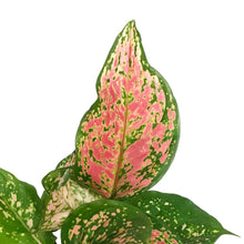 Load image into Gallery viewer, Aglaonema, 6in, Pink Valentine