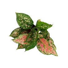Load image into Gallery viewer, Aglaonema, 6in, Pink Valentine