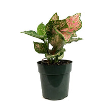Load image into Gallery viewer, Aglaonema, 6in, Pink Valentine