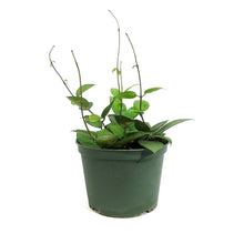 Load image into Gallery viewer, Hoya, 6in, Verticillata (Black Margin)
