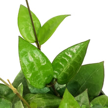 Load image into Gallery viewer, Hoya, 6in, Verticillata (Black Margin)
