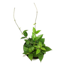 Load image into Gallery viewer, Hoya, 6in, Verticillata (Black Margin)