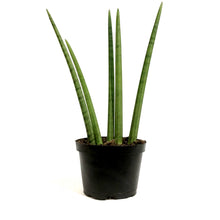 Load image into Gallery viewer, Sansevieria, 6in, Cylindrica