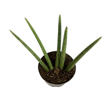 Load image into Gallery viewer, Sansevieria, 6in, Cylindrica