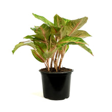 Load image into Gallery viewer, Aglaonema, 8in, Golden Fluorite