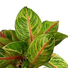 Load image into Gallery viewer, Aglaonema, 8in, Golden Fluorite