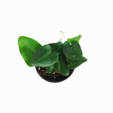 Load image into Gallery viewer, Fern, 3.5in, Heart