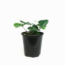 Load image into Gallery viewer, Fern, 3.5in, Heart