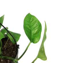 Load image into Gallery viewer, Pothos, 6in HB, Emerald