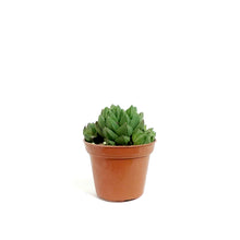 Load image into Gallery viewer, Haworthia, 2in, Cymbiformis