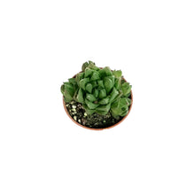 Load image into Gallery viewer, Haworthia, 2in, Cymbiformis
