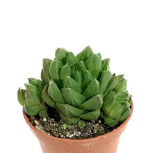 Load image into Gallery viewer, Haworthia, 2in, Cymbiformis