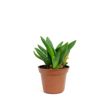 Load image into Gallery viewer, Haworthia, 2in, West Jogo