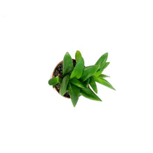 Load image into Gallery viewer, Haworthia, 2in, West Jogo