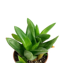 Load image into Gallery viewer, Haworthia, 2in, West Jogo