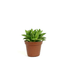 Load image into Gallery viewer, Haworthia, 2in, Turgida