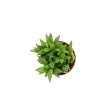 Load image into Gallery viewer, Haworthia, 2in, Turgida