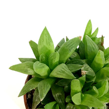 Load image into Gallery viewer, Haworthia, 2in, Turgida