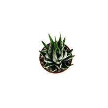 Load image into Gallery viewer, Haworthia, 2in, Attenuata