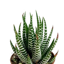 Load image into Gallery viewer, Haworthia, 2in, Attenuata