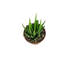 Load image into Gallery viewer, Haworthia, 2in, Fasciata Universe