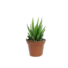 Load image into Gallery viewer, Haworthia, 2in, Fasciata Universe