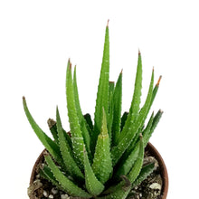 Load image into Gallery viewer, Haworthia, 2in, Fasciata Universe