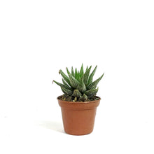 Load image into Gallery viewer, Haworthia, 2in, Coarctata