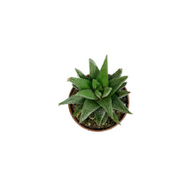 Load image into Gallery viewer, Haworthia, 2in, Coarctata