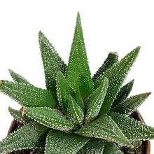 Load image into Gallery viewer, Haworthia, 2in, Coarctata